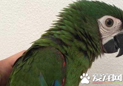 栗額金剛鸚鵡會說話嗎 栗額金剛鸚鵡說話能力