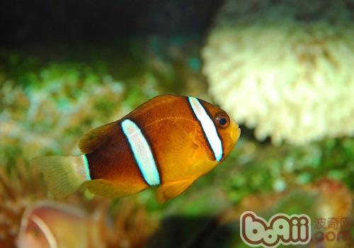 養海水<a href=/zhonglei/fish/ target=_blank class=infotextkey>魚</a>需要準備哪些設備