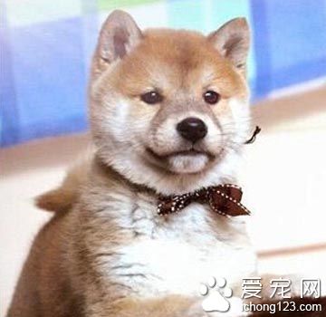 柴犬的智商 與土狗長得非常相似