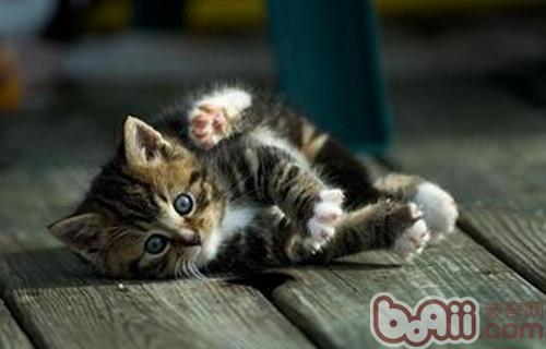 <a href=/zhonglei/mao/ target=_blank class=infotextkey>貓</a>咪磨爪的不同類型