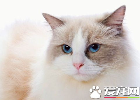 被布偶貓咬出血怎么辦 被布偶貓咬傷最好的處理方法