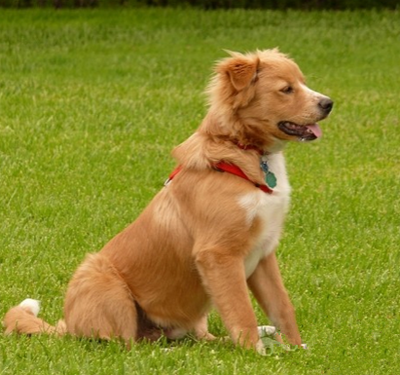 新斯科舍獵鴨尋獵犬的性格 該犬較活潑