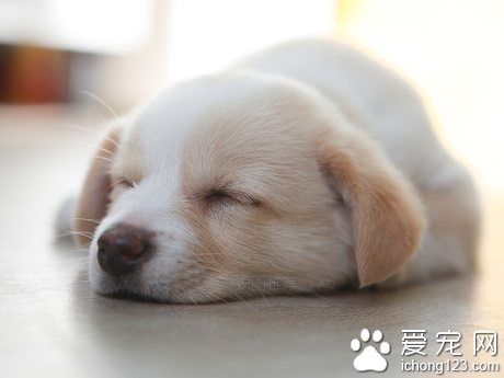 狗狗一天睡幾小時 分為淺睡和熟睡
