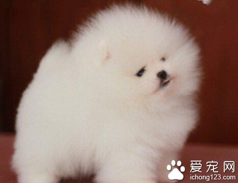 博美犬性格 撒嬌可是博美犬的拿手好戲