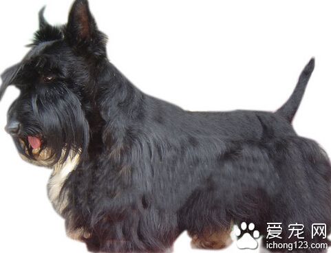 蘇格蘭梗智商 需要長時間的反復練習