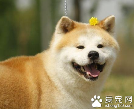 秋田犬的壽命 該犬壽命比較長