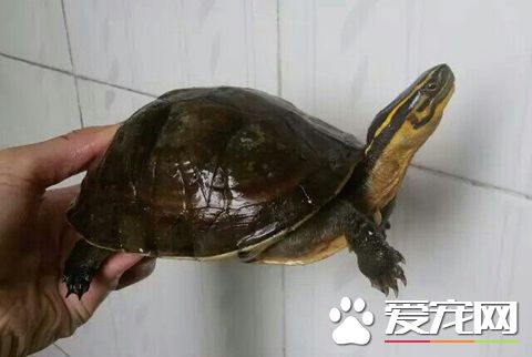 安布閉殼龜冬天怎么辦 安布閉殼龜過冬的方式