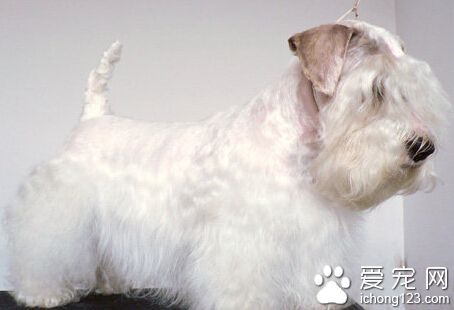 西里漢梗的形態特征 活動量大于一般犬種