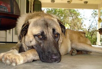 安娜圖牧羊犬的形態特征 表情顯得聰明伶俐