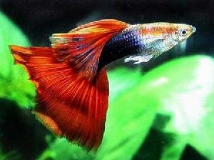 孔雀<a href=/zhonglei/fish/ target=_blank class=infotextkey>魚</a>的有關資料介紹