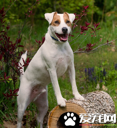 杰克羅素梗犬幼犬怎么識別 杰克羅素梗外表特點