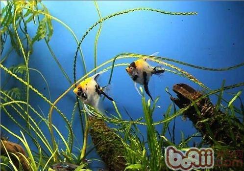 <a href=/zhonglei/fish/ target=_blank class=infotextkey>魚</a>缸里的常用名詞你知道多少