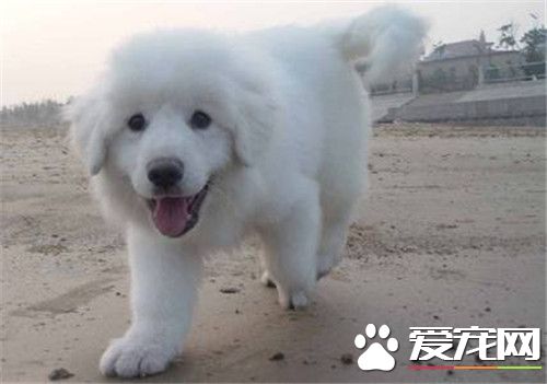 大白熊犬好養么 大白熊不好養不是很能吃