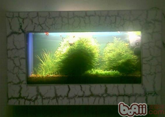 談談壁掛<a href=/zhonglei/fish/ target=_blank class=infotextkey>魚</a>缸的優缺點及造景