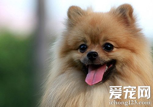 博美犬好還是泰迪犬好 性格上去分析