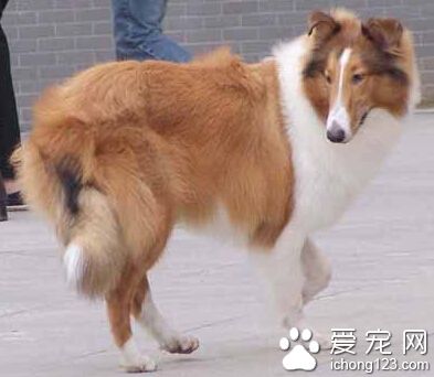  蘇格蘭牧羊犬的壽命 曾有蘇牧犬活到34歲