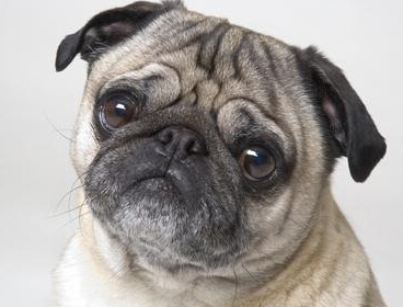 巴哥犬的特征 長著一張黑而且扁的臉