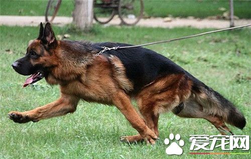 德國牧羊犬40天喂什么 可以喂食干燥的狗糧