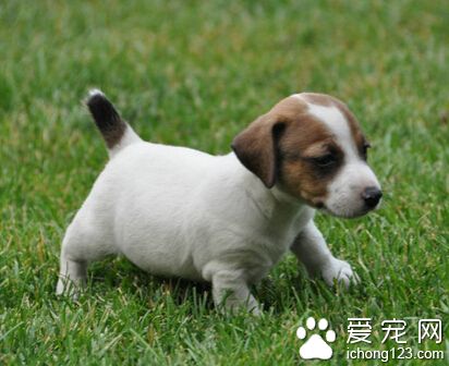 杰克羅素梗的特點 非常容易受外界影響