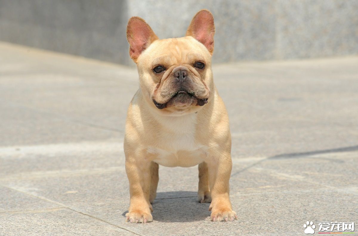 法國斗牛犬味道重 狗狗體味很多都是來源食物