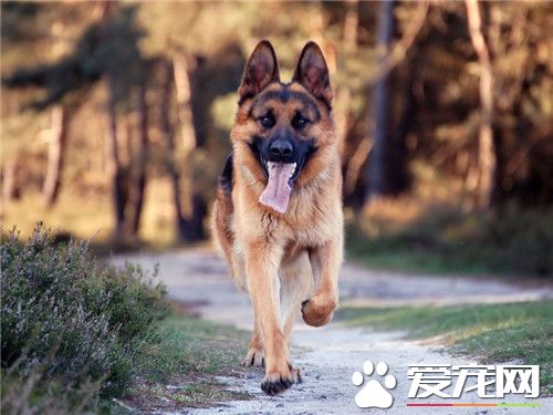 德國牧羊犬多大養合適 生產后30至第40天左右