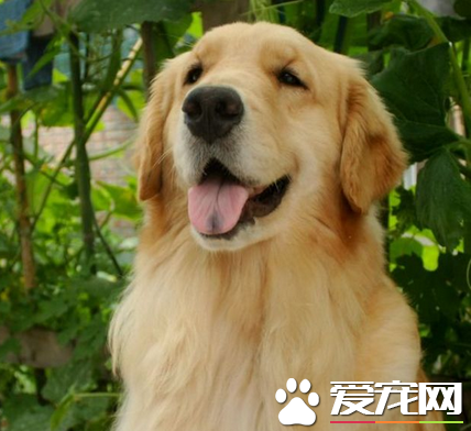 金毛獵犬和金毛尋回犬有什么不同 是同一個品種