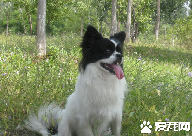 蝴蝶犬長多大 標準的身高雄性在20到30厘米