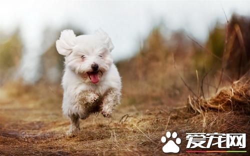 狗狗抑郁癥怎么治 狗抑郁癥的解決方案
