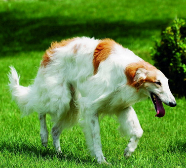 蘇俄獵狼犬的形態特征 該犬體格結實