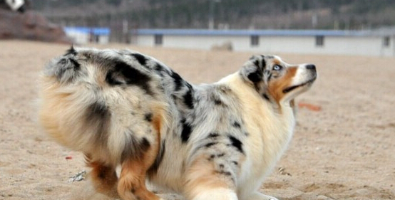 澳洲牧羊犬的形態特征 akc標準判定是否失格
