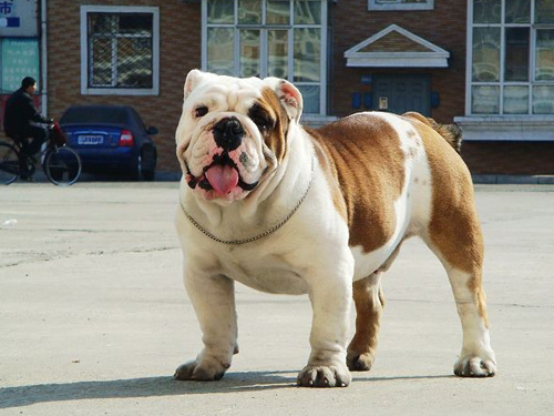 斗牛犬性格怎么樣 對小孩和善的犬種