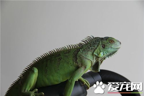 綠鬣蜥是變色龍嗎 綠鬣蜥不是變色龍