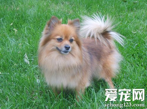 博美犬怎么樣 性格上了解適合家養嗎