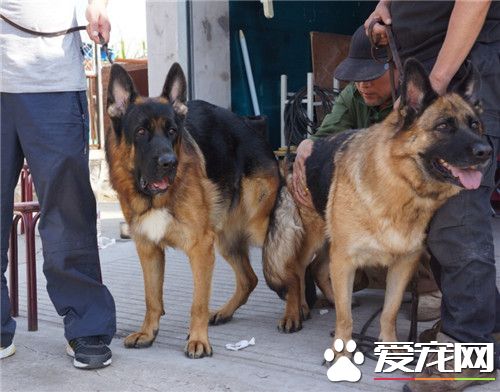 德國牧羊犬打架怎么樣 德牧打架的解決方法