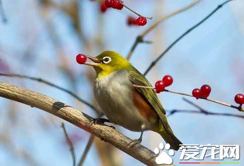 晚上叫的鳥是什么鳥 大家普遍認為是<a href=/zhonglei/mao/ target=_blank class=infotextkey>貓</a>頭鷹