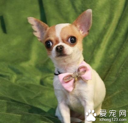 哪種小型犬最聰明 常見的品種有很多