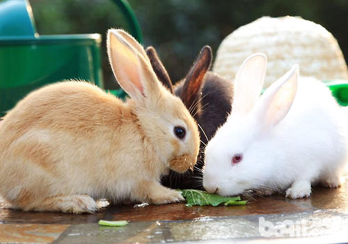 飼料與兔繁殖有何關系