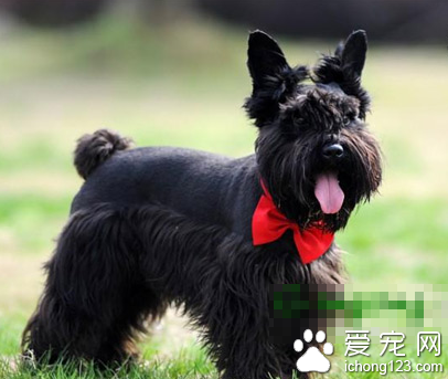蘇格蘭梗的智商 該犬排名第65位