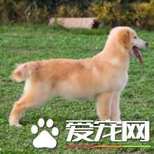 金毛尋回犬吃什么 肉類食品是必不可少的