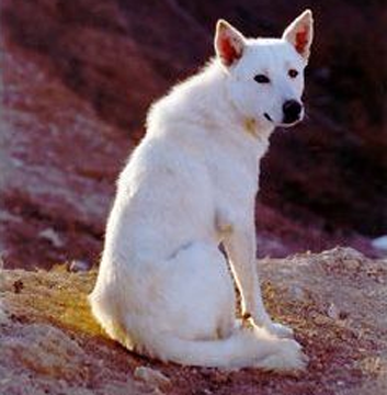 卡南犬的形態特征 被毛顏色有兩種類型