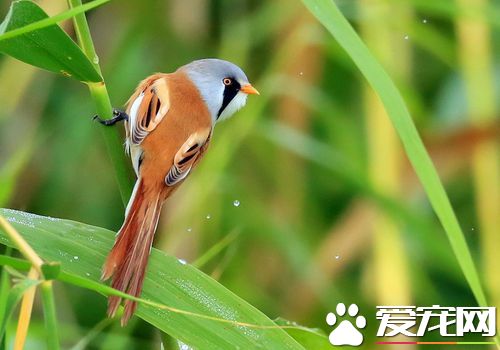 文須雀吃什么 文須雀的食物主要為昆蟲