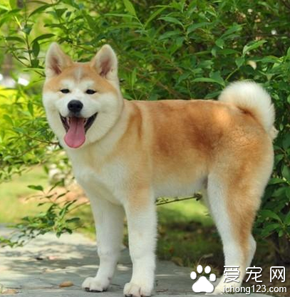 秋田犬的智商 該犬排名第54位