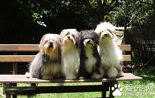 羅秦犬的性格  是可愛的伴侶犬