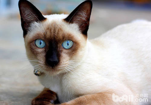 <a href=/zhonglei/mao/ target=_blank class=infotextkey>貓</a>咪有多聰明之取暖有妙招