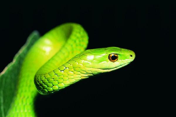 冷血動物有哪些?來了解下