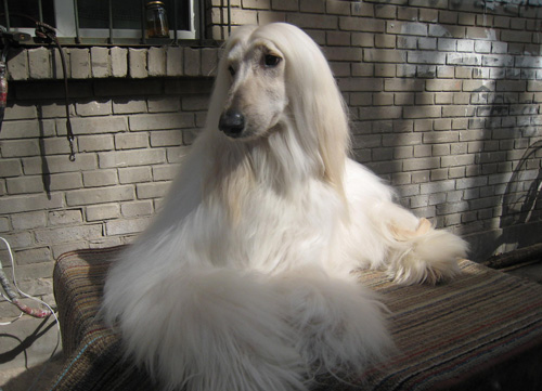 阿富汗獵犬性格 絕對是<a href=/zhonglei/gou/ target=_blank class=infotextkey>狗</a>狗中的貴族
