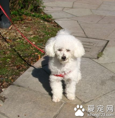 小型貴賓犬多少錢 是非常聰明的犬種
