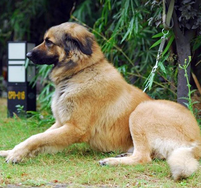蘭波格犬的性格 該犬體型大而友善