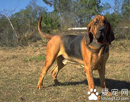 尋血獵犬的性格 平時相處安靜而順從