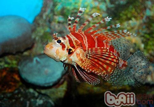 中國常見獅子<a href=/zhonglei/fish/ target=_blank class=infotextkey>魚</a>種類及特征